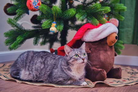 Funny gray cat lies under the christmas tree as a present on New Year Eve. A pet as a New Year gift from santa clausの写真素材