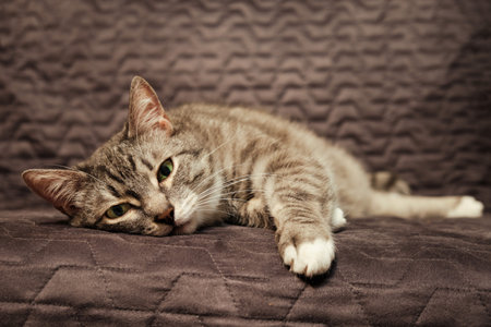 Sick sad cat lying on the bed, portrait of a sickly petの写真素材