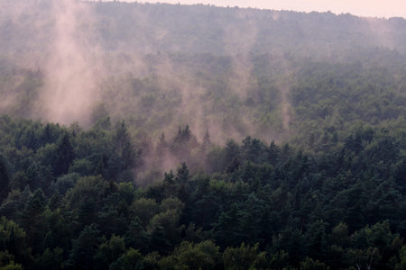 Ominous mystical fog over the forest, halloween background. Evaporation of moisture over the tops of...