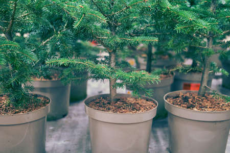 Sale of live grown Christmas trees in pots in the store on New Year Eveの写真素材