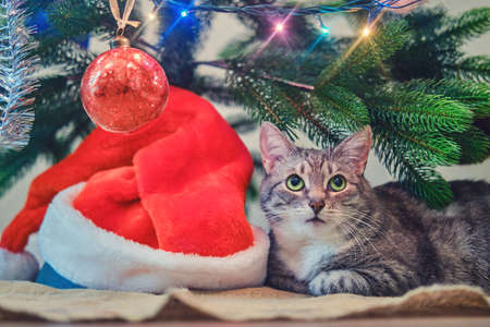 Funny gray cat lies under the christmas tree as a present on New Year Eve. A pet as a New Year gift from santa clausの写真素材