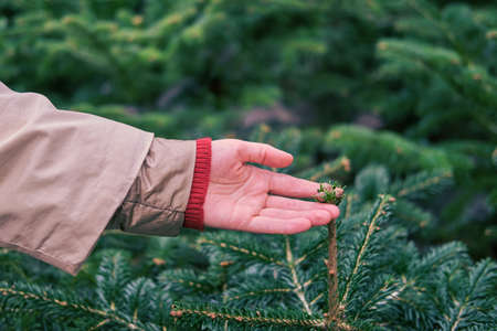 Woman buys christmas tree in store with new year giftsの写真素材
