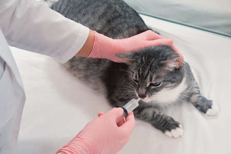 Infusion of liquid medicine by a veterinarian from a syringe into the mouth of a pet in the vet officeの写真素材