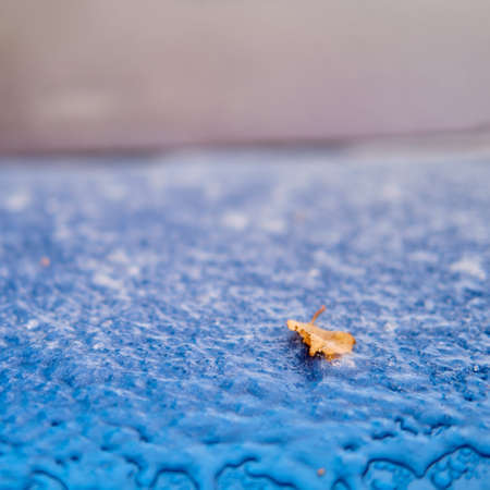 Windshield and hood of a car frozen after the first autumn frost with tree leavesの写真素材