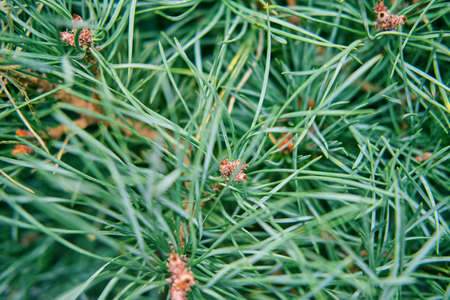 Christmas tree green needles background, texture closeupの写真素材
