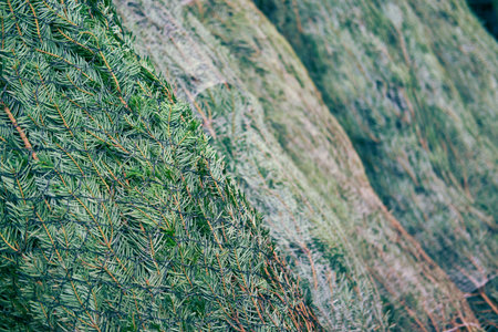 Christmas trees packed for sale in a New Year gift shopの写真素材