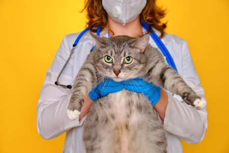 Woman veterinarian holding a pet cat in her arms, yellow studio backgroundの写真素材