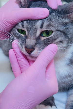 Cat vision test, close-up examination of a pet eyeの写真素材