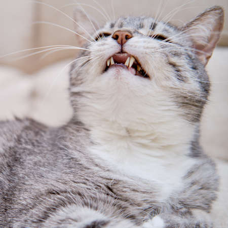 Angry cat with green eyes lies on a beige sofa, portraitの写真素材