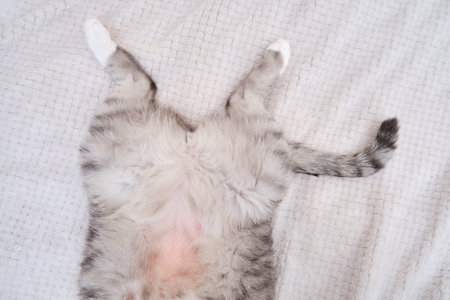 Belly gray cat is lying on a white blanket on its back with its belly up. A pet is resting on a warm...