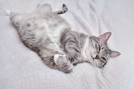 A gray cat is lying on a white blanket on its back with its belly up. A pet is resting on a warm bedspreadの写真素材