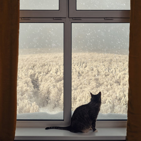 Gray cat at a winter window with trees in the snow. Pet on the window sill with snowfall behind the...