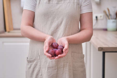 Plums in the hands of a woman in the kitchen. Female hands hold purple fruitsの写真素材
