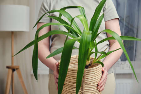 A woman holds a pot with a plant yucca in her hands while standing in a home living roomの写真素材