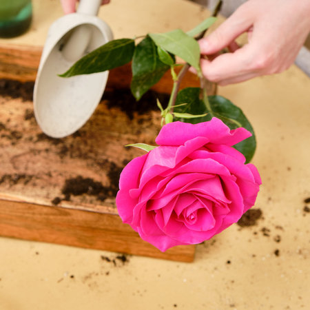 Woman working in home garden, soil for rose flower. Transplanting plants into pots and replacing...