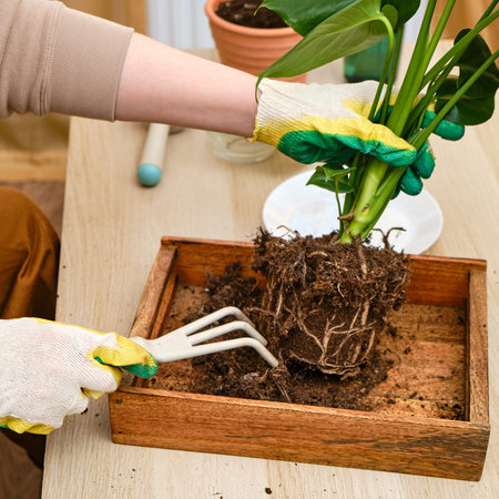 Woman working in home garden, soil for monstera plant. Transplanting flowers into pots and replacing the soil in the living room, diy hobbyの写真素材