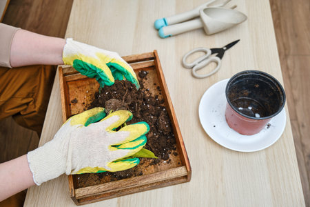 Woman working in home garden, scindapsus neon plant. Transplanting flowers into pots and replacing...
