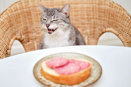 A sly cat sits at a table near a sausage sandwich in a home kitchenの写真素材