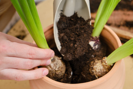 Woman working in home garden, soil for hyacinth flower. Transplanting plants into pots and replacing...