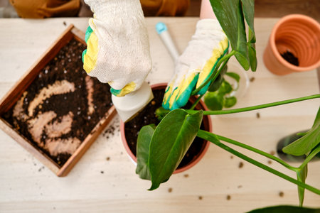 Woman working in home garden, soil for monstera plant. Transplanting flowers into pots and replacing the soil in the living room, diy hobbyの写真素材