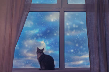 Cat pet sits by the snowy window with clouds flying in the blue skyの写真素材