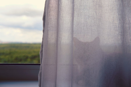 Silhouette of a cat at the window behind the curtain. Shadow pet on the windowsill behind a...