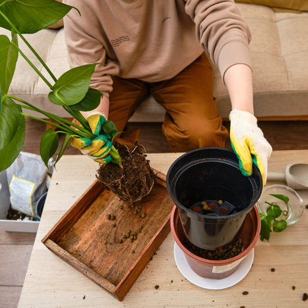 Woman working in home garden, soil for monstera plant. Transplanting flowers into pots and replacing the soil in the living room, diy hobbyの写真素材