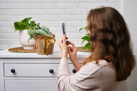 Woman hands with a mobile phone take a photo and video of a withered plant in a pot, home living room. Scindapsus pictus trebie or silver vineの写真素材