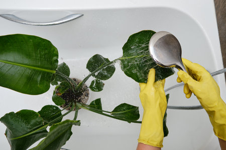 Washing plants in the home bathroom for cleaning from insects and garden pests. Treatment with water from the shower of a houseplant at home, gardening and plant treatment. Strelitzia nicolaiの写真素材