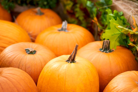 Harvest festival with autumn pumpkins and vegetables. Sale of agricultural crops on the outdoor market after the holiday, background, copy spaceの写真素材