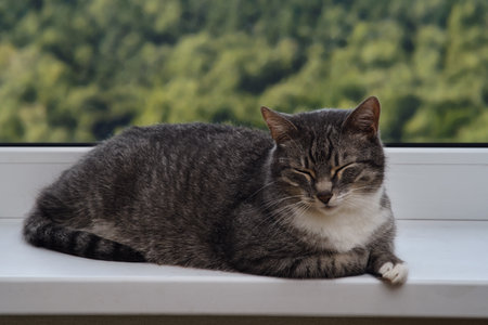 Adult gray cat near the window, pet on a white window sill indoor homeの写真素材