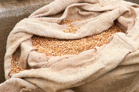Canvas bag with wheat seeds after the autumn harvest, copy spaceの写真素材