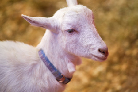 White domestic goat in a barn with hay and straw, head close-up. Face portrait of domestic goatsの写真素材