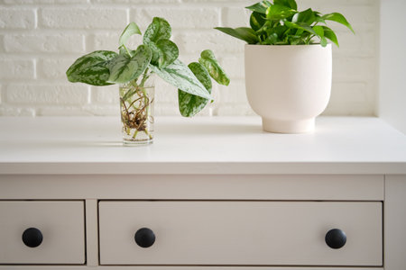 Home plant Scindapsus pictus with roots in a glass on a white brick wall table.の写真素材