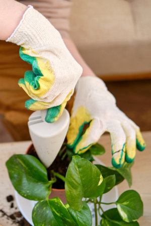 Woman working in home garden, soil for scindapsus aureus plant. Transplanting flowers into pots and replacing the soil in the living room, diy hobbyの写真素材