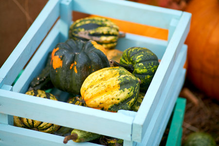 Harvest festival with autumn pumpkins and vegetables. Sale of agricultural crops on the outdoor market after the holidayの写真素材