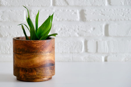 Houseplant Sansevieria Black Dragon in a flower pot against a white brick wall. Home plant on white table, closeupの写真素材
