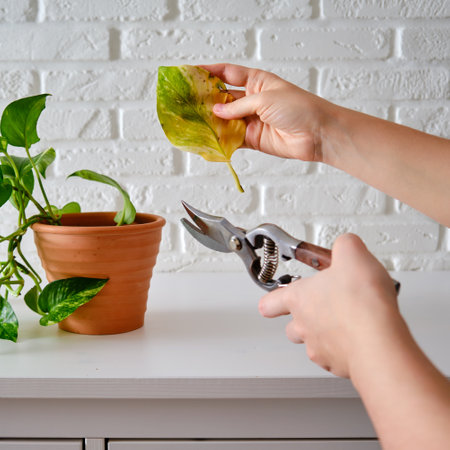 A woman cuts off a yellow leaf with a pruner from a wilted houseplant epipremnumの写真素材