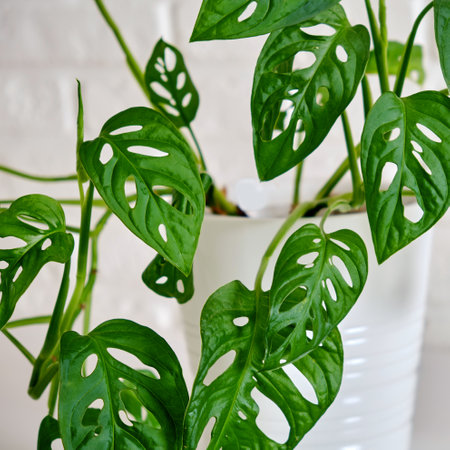 Houseplant Monstera adansonii in a flower pot against a white brick wall. Home plant on white table, closeupの写真素材