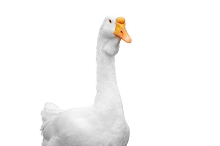 Domestic white geese in a barn on a farm, isolated on a white backgroundの写真素材