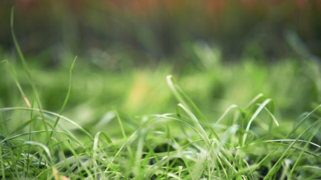 Sprouted wheat grains after sowing in the ground, background copy space. Green wheat sprouts close-upの写真素材
