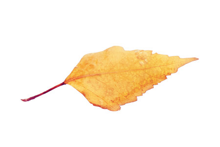 Hood car frozen after the first autumn frost with ice, isolated on a white backgroundの写真素材