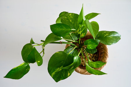 Indoor plant Epipremnum in a flower pot, top view. Home plant on white table, closeupの写真素材