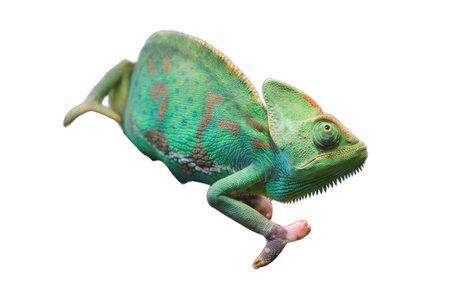 Yemeni chameleon, or helmet-bearing (Chamaeleo calyptratus) - a species of lizards from the chameleon family. One of the largest representatives of his family, isolated on a white backgroundの写真素材