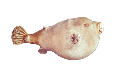 Puffer fish - poissonballon, isolated on a white backgroundの写真素材