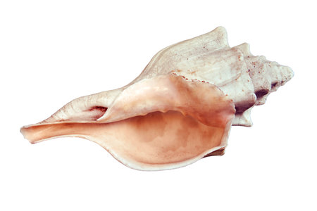 Marine large clam shell, isolated on a white background