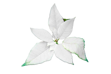 White poinsettia is grown as an ornamental houseplant, isolated on a white background. Bred hybrids that reach no more than 30 cm in heightの写真素材