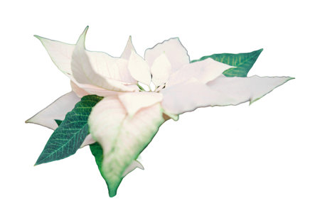 Euphorbia beautiful has many varieties that are full of its most diverse colors and shades, isolated on a white backgroundの写真素材