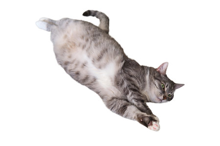 Gray cat stretched out on the bed lying on its back, green eyesWoman hold a Chinese tea ceremony with a teapot, isolated on a white backgroundの写真素材