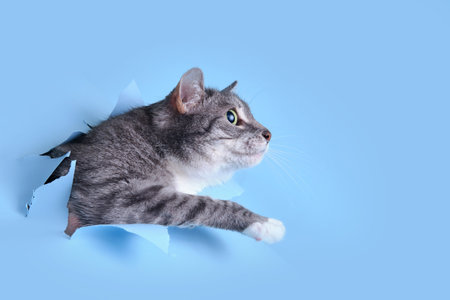 A gray cat crawled through a hole on a blue background. Paper background torn by a pet, copy spaceの写真素材